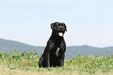 CANE CORSO 519